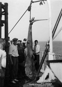 Shark on Board the Cruise Ship Atlantis, Caught off Bathurst, Gambia