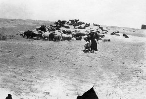 Sheep Grazing Outside Samarra, Mesopotamia