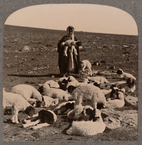 Shepherd and Flock, c1900 by Unbekannt