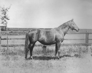 Signorina, 1911