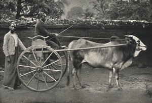 Singhalese Ox Cart by Unbekannt