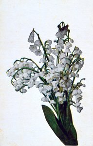 Snowdrop, French Flower Postcard