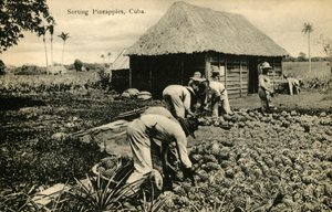 Sorting Pineapples, Cuba
