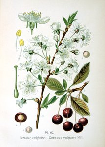 Sour cherry by Unbekannt