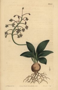 South Indian squill, Ledebouria revoluta by Unbekannt