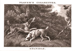 Spaniels, 1924 by Unbekannt