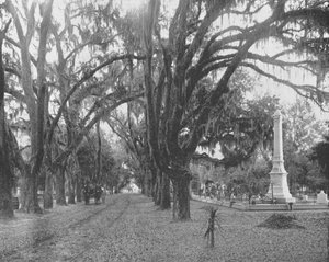 Spanish Moss on Live Oaks, Savannah, Georgia, USA