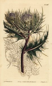 Spiniest thistle, Cirsium spinosissimum by Unbekannt