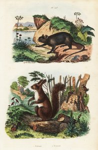 Spiny tree-rat, Echimys chrysurus, and Eurasian red squirrel, Sciurus vulgaris by Unbekannt