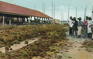 Sponge Market, Nassau, Bahamas, 1930s by Unbekannt