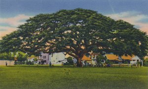 Spreading Samoan Tree, Trinidad, B.W.I.