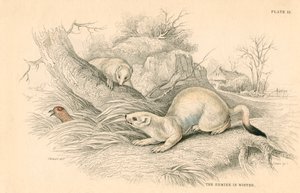 Stoat Mustela erminea, member of the weasel family, 1828 by Unbekannt