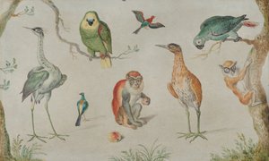 Study of Birds and Monkeys, 1660-1670