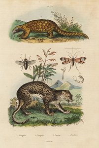 Sunda pangolin, Manis javanica, critically endangered, leopard, Panthera pardus, horse fly, Tabanus rostratus, scorpion fly, Panorpa communis
