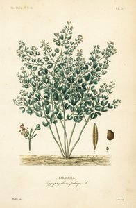 Syrian bean-caper by Unbekannt