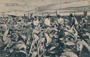 Shade grown Tobacco - Cuba