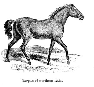 Tarpan by Unbekannt