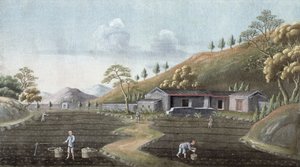 Tea Planting, China by Unbekannt