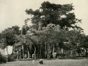 The Banyan Tree, Barrackpore by Unbekannt