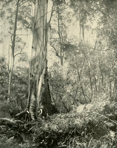 The Baron, a Noted Tall Tree