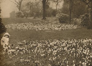 The Crocus Carpet of Spring