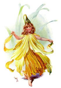 The Daffodil