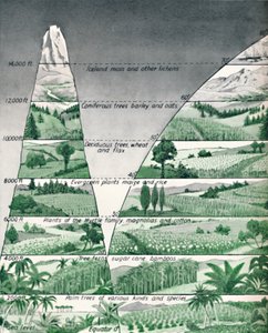 The Different Zones of Vegetation by Unbekannt