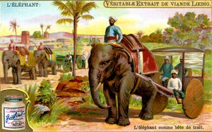 The Elephant as Draught Animal, c1900 by Unbekannt