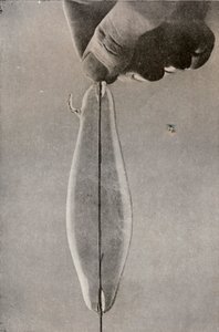The First Incandescent Electric Lamp by Unbekannt
