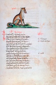 The Fox, 1564 by Unbekannt