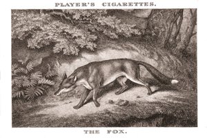The Fox by Unbekannt