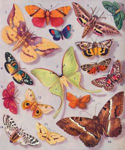 The Magnificent Colouring of Some Moths by Unbekannt