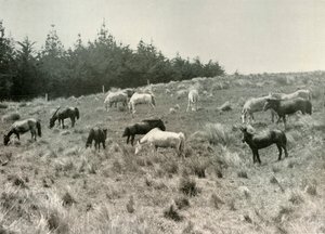 The Manchurian Ponies on Quail Island, Port Lyttelton, c1907 by Unbekannt
