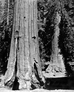 The Mariposa Grove in Yosemite