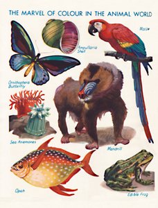 The Marvel of Colour in the Animal World by Unbekannt