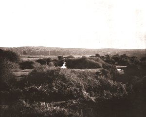 The New Forest, Hampshire by Unbekannt