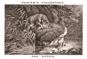 The Otter, 1924 by Unbekannt