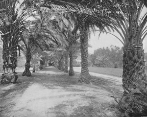The Palms of Glenannie, Florida, 19th Century by Unbekannt