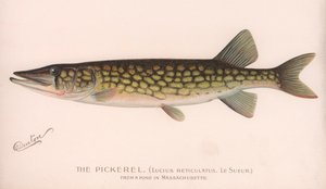 The Pickerel Lucius Reticulatus. Le Sueur., c1920s by Unbekannt