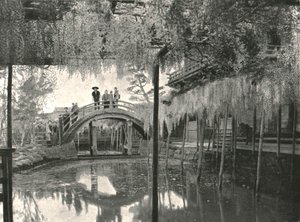The Shinji-No-Ike Pond and Wisteria, Kameido, Tokyo, Japan by Unbekannt