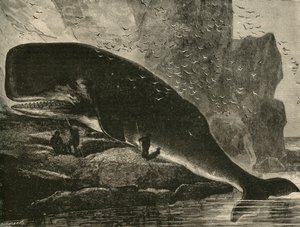 The Sperm-Whale, 1882 by Unbekannt