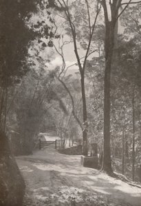 The Spirit of Tijuca