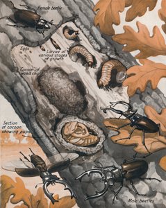 The Story of the Largest British Beetle by Unbekannt