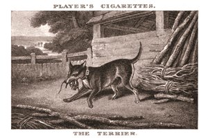 The Terrier