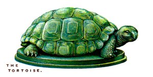 The Tortoise by Unbekannt