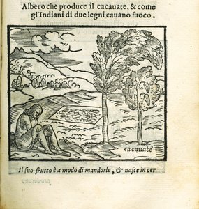 The Cocoa Tree. From Historia del Mondo Nuovo by Girolamo Benzoni by Unbekannt