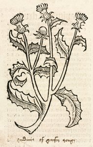 Thistle