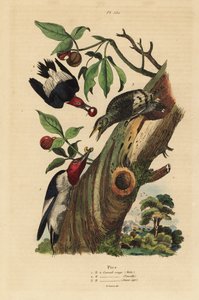 Three-toed Woodpecker, Male, Female and Juvenile Outside Nest by Unbekannt