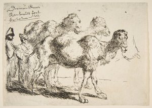 Three Dromedaries by Unbekannt
