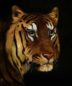 Tiger study